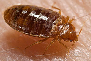 Above and Beyond Bedbug